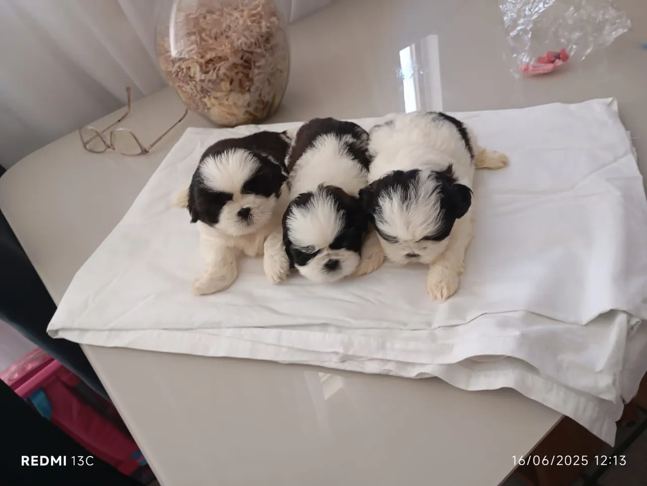 Filhotes de Shih Tzu disponíveis!