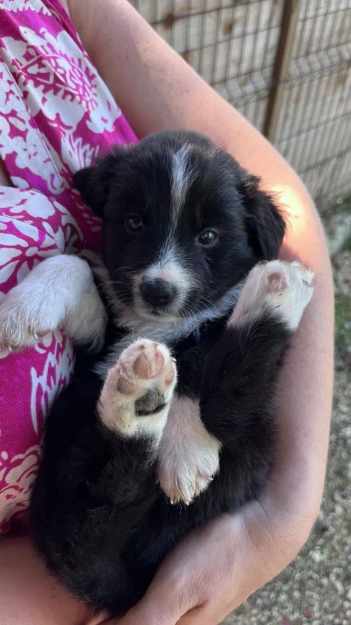 Lindos Border collie os mais inteligentes