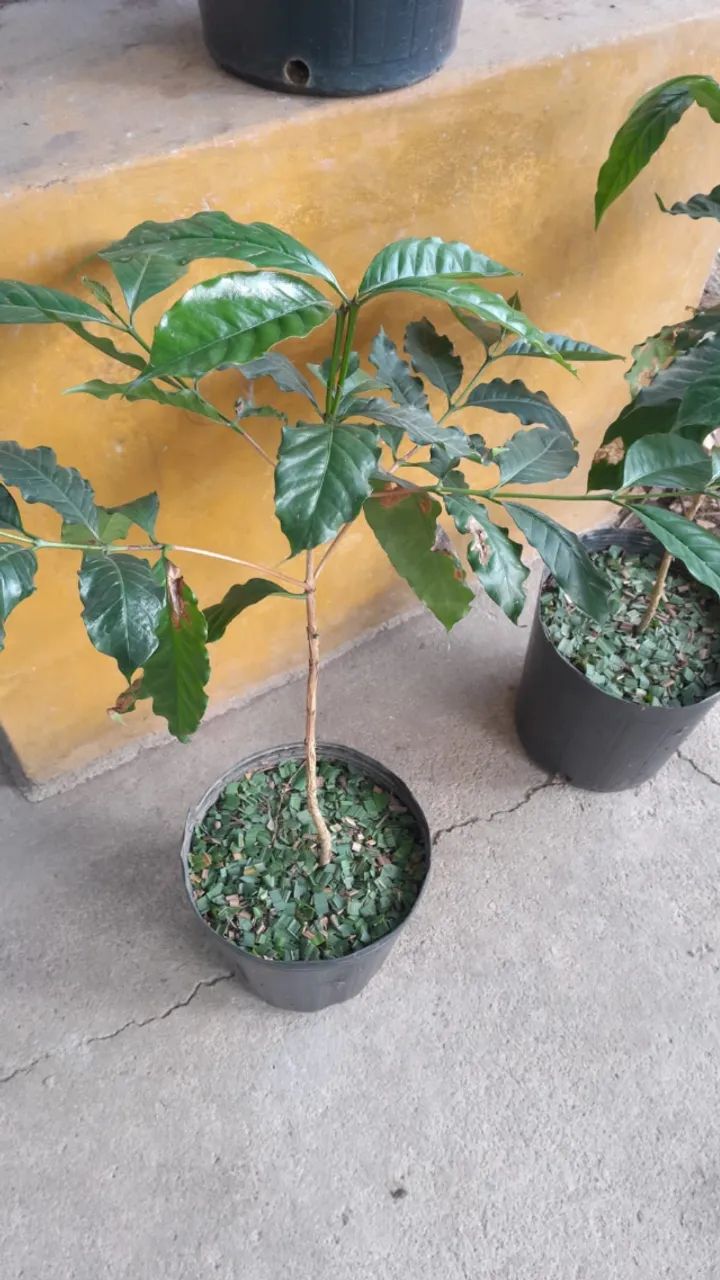 Muda de Café - Foto 3