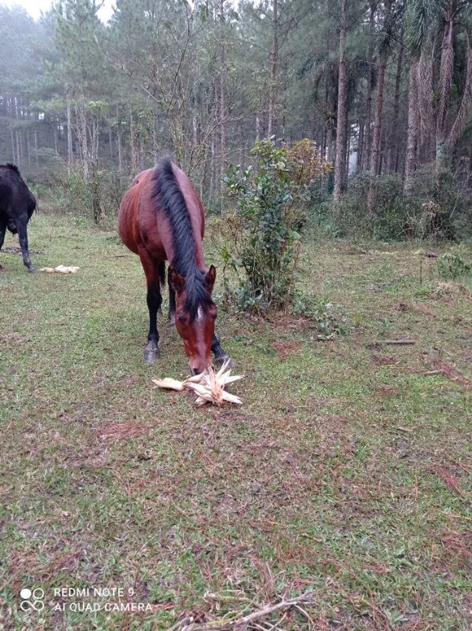 Cavalo manso de montaria  - Foto 3