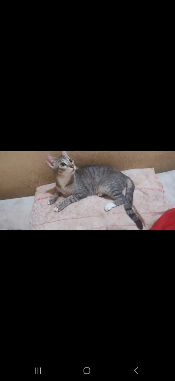 Gatinho e Cachorddo charmoso para adoção