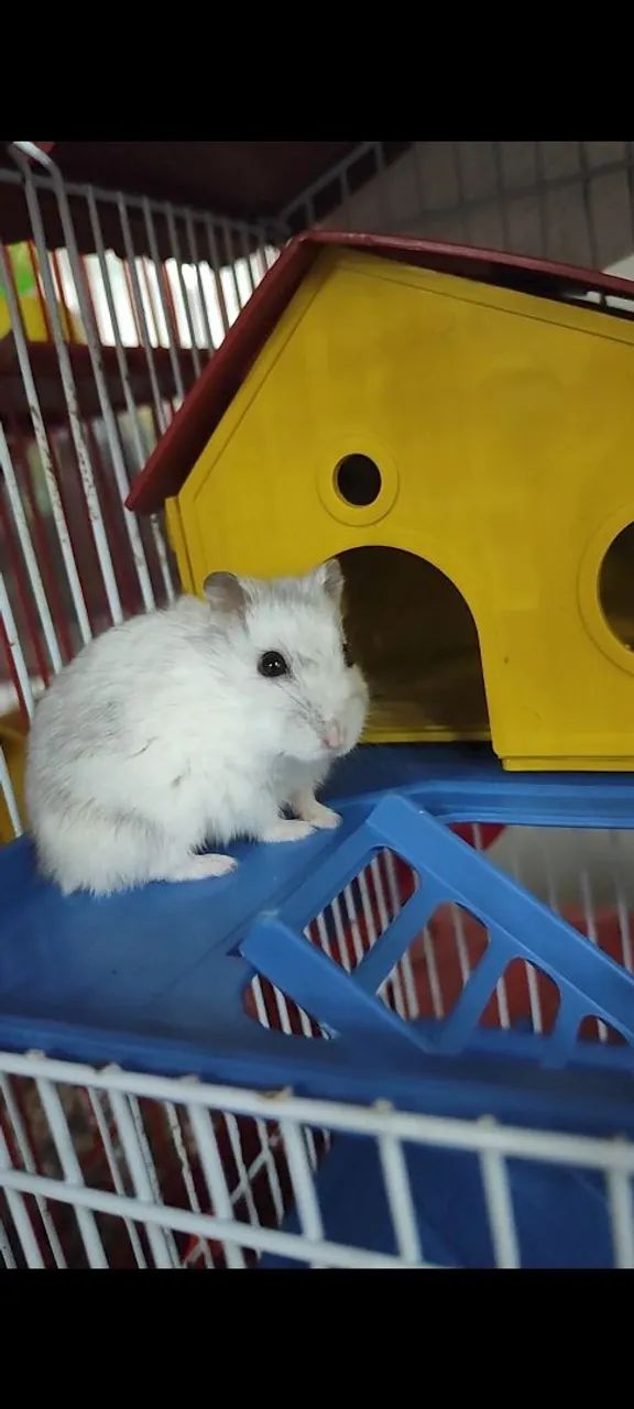 Hamster anão russo fofo e dócil  - Foto 4