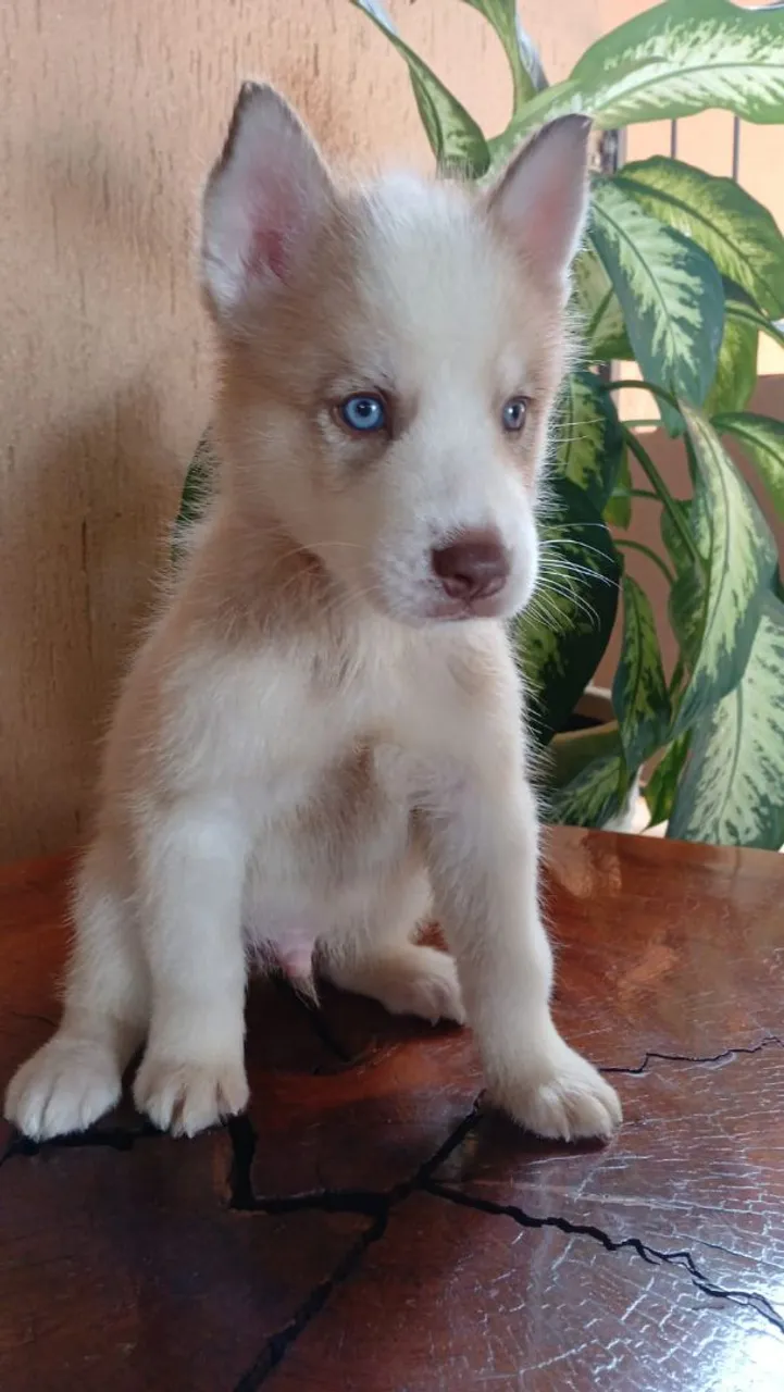 Filhote Husky Siberiano