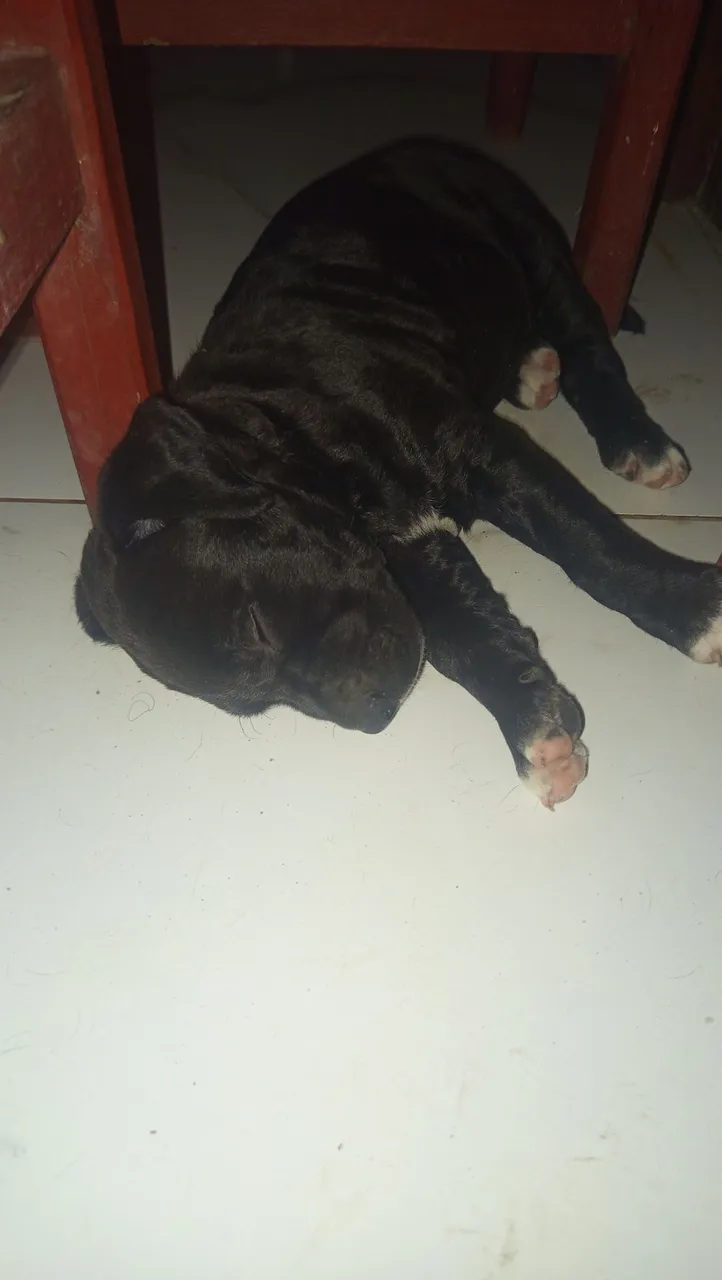 Vende- se  cachorros 300$ 
