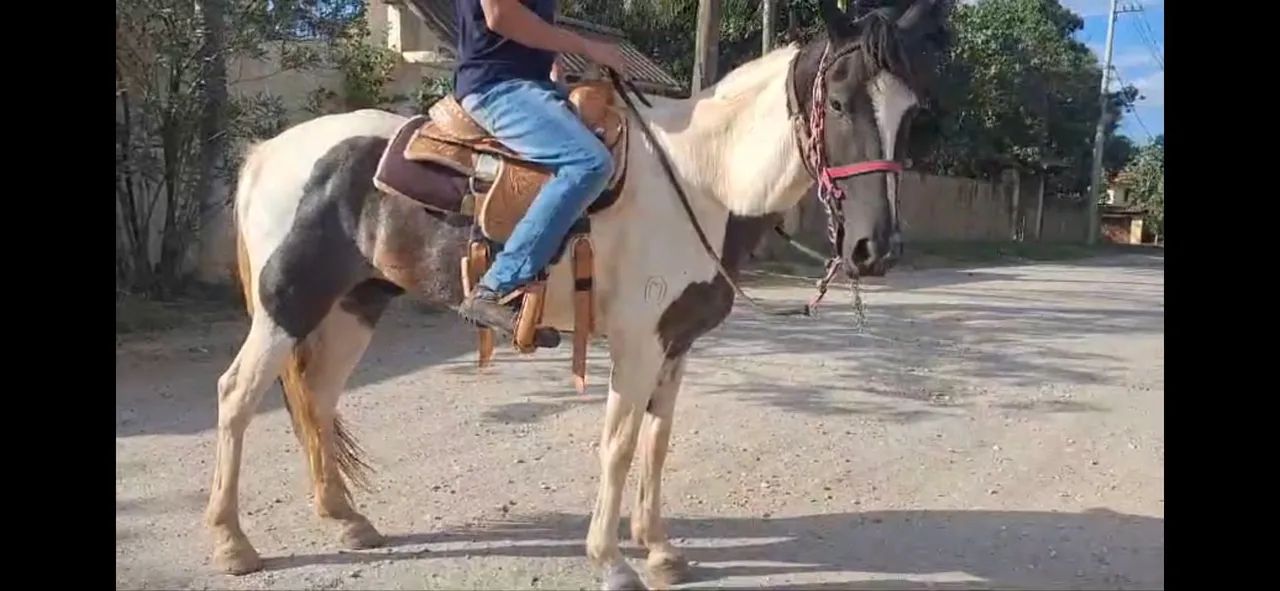 Cavalo Mangalarga marchador para venda - Foto 2