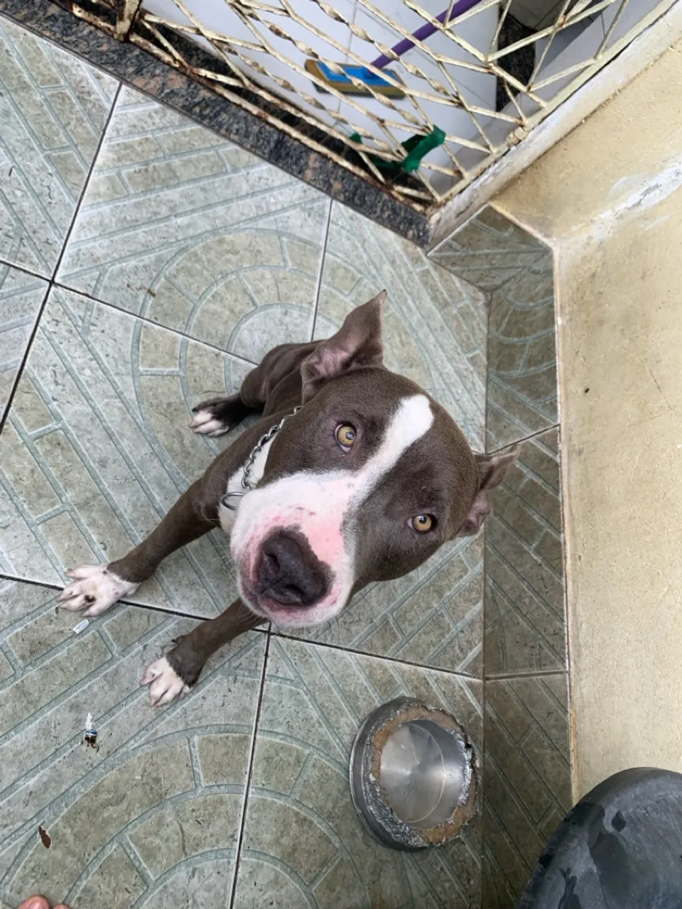 Filhote de Pitbull , apenas 8 meses 
