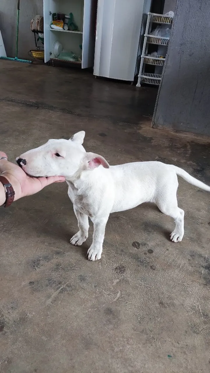 Bully Terrier Inglês - Filhote