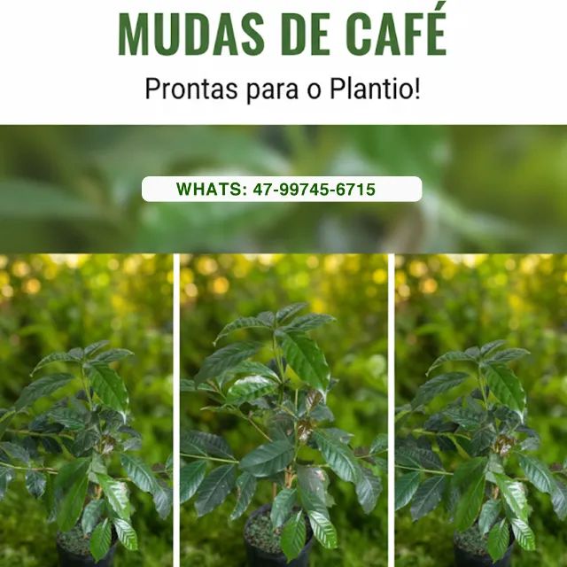 Muda de Café - Foto 2