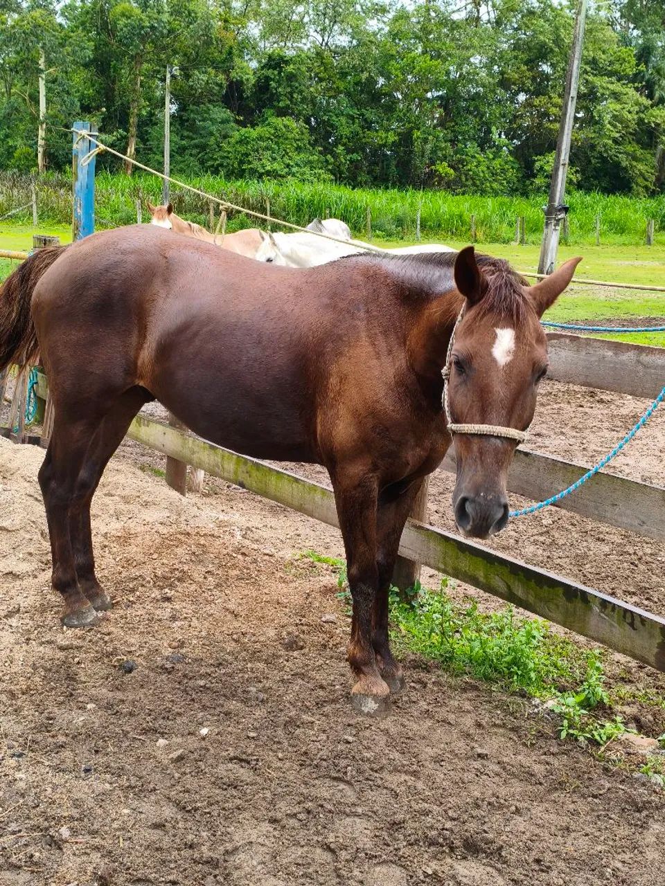 Cavalo Quarto de milha de barbada  - Foto 2