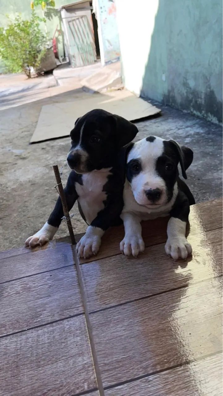 Pitbull Pitt bull  - Foto 4