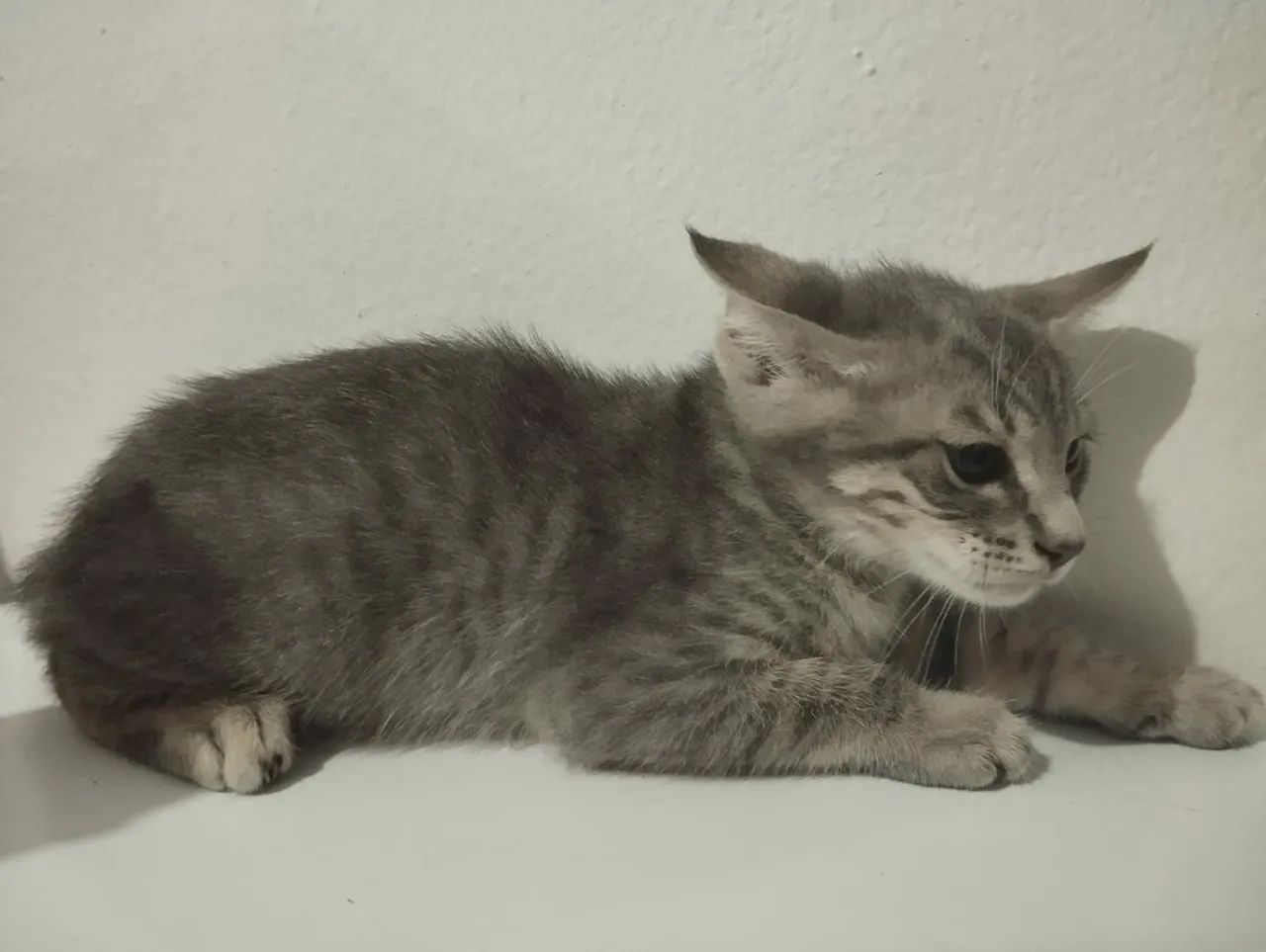 Três gatinhos fofinhos para adoção! - Foto 3