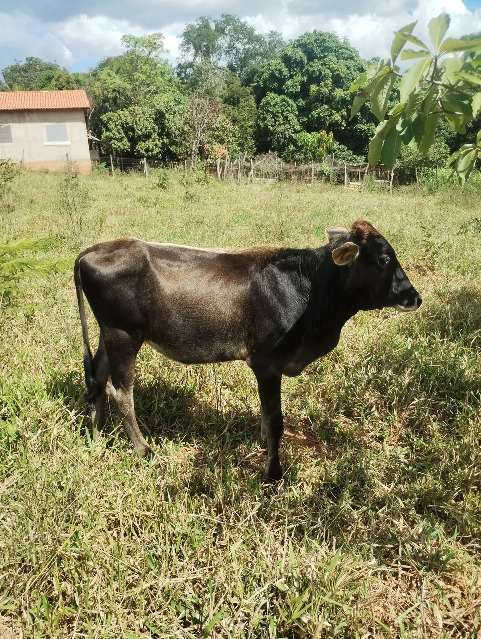 Bezerra Jersolanda