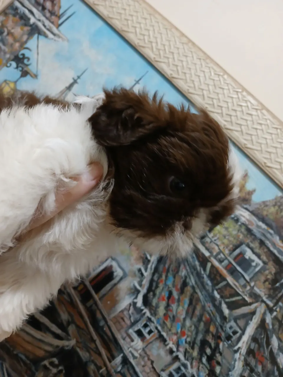 Filhote Shih Tzu Macho - Pelagem Linda e Charmosa!