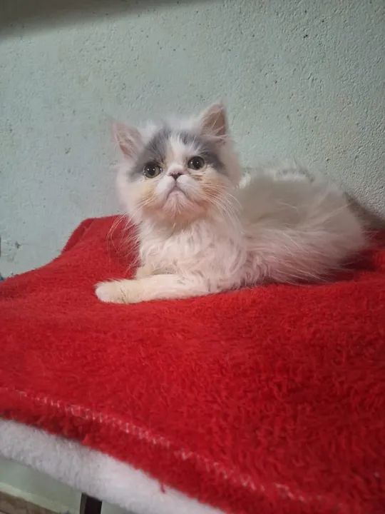 Gato Persa - Um amor por bolas de pelos  - Foto 2