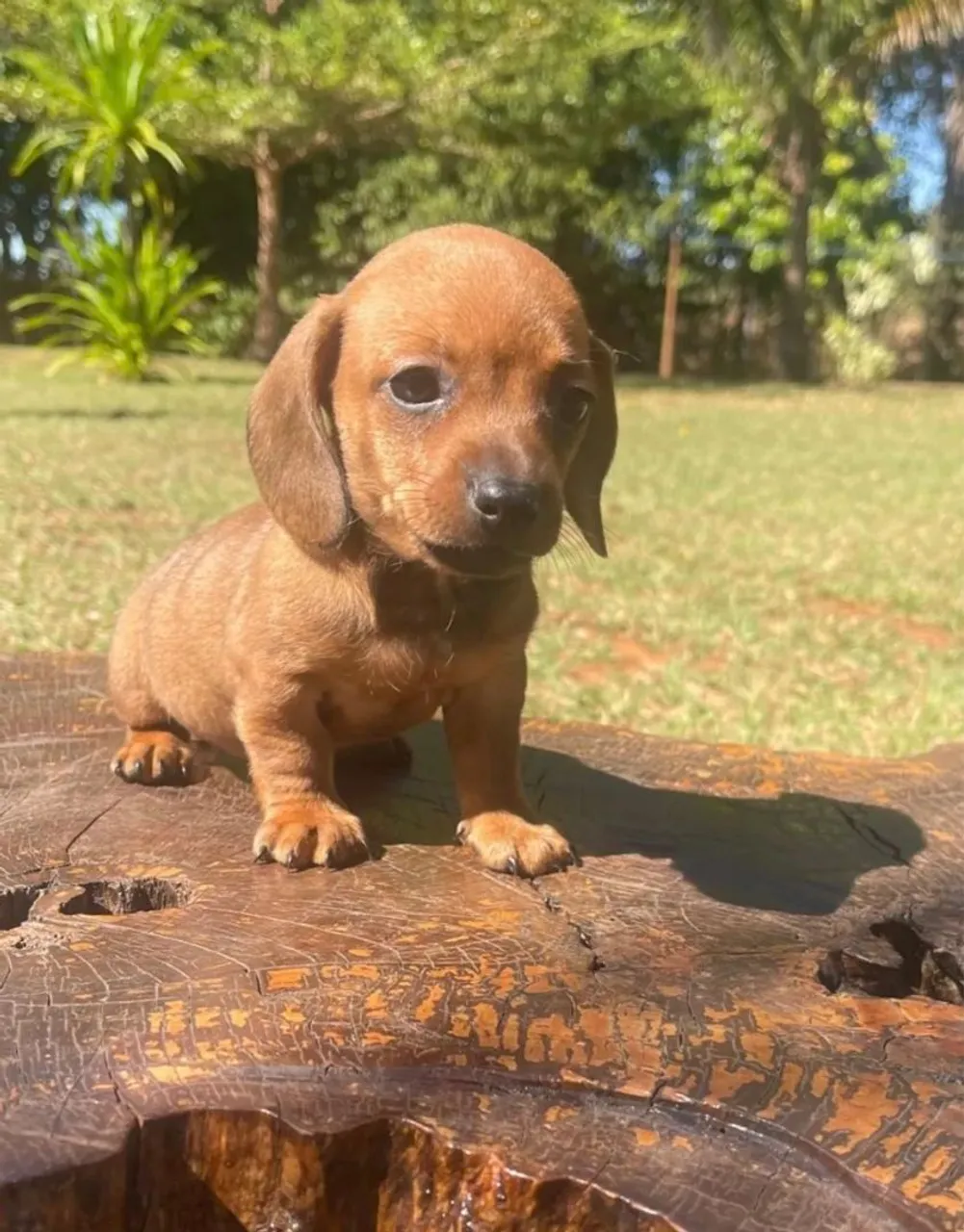 Salsichinhas: Pequeno porte!