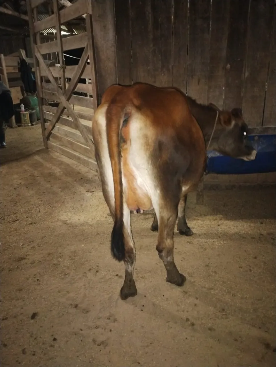 Novilha da primeira cria com 7 meses de cria