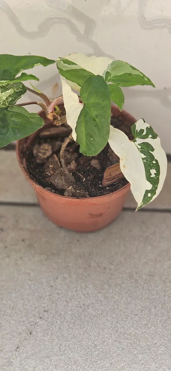 MUDAS DE PLANTAS 64305624057986124