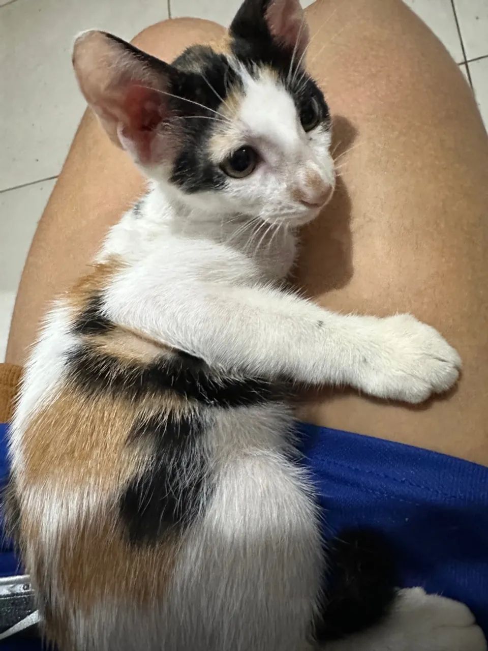 Gatinha tricolor fofa para adoção - Foto 4