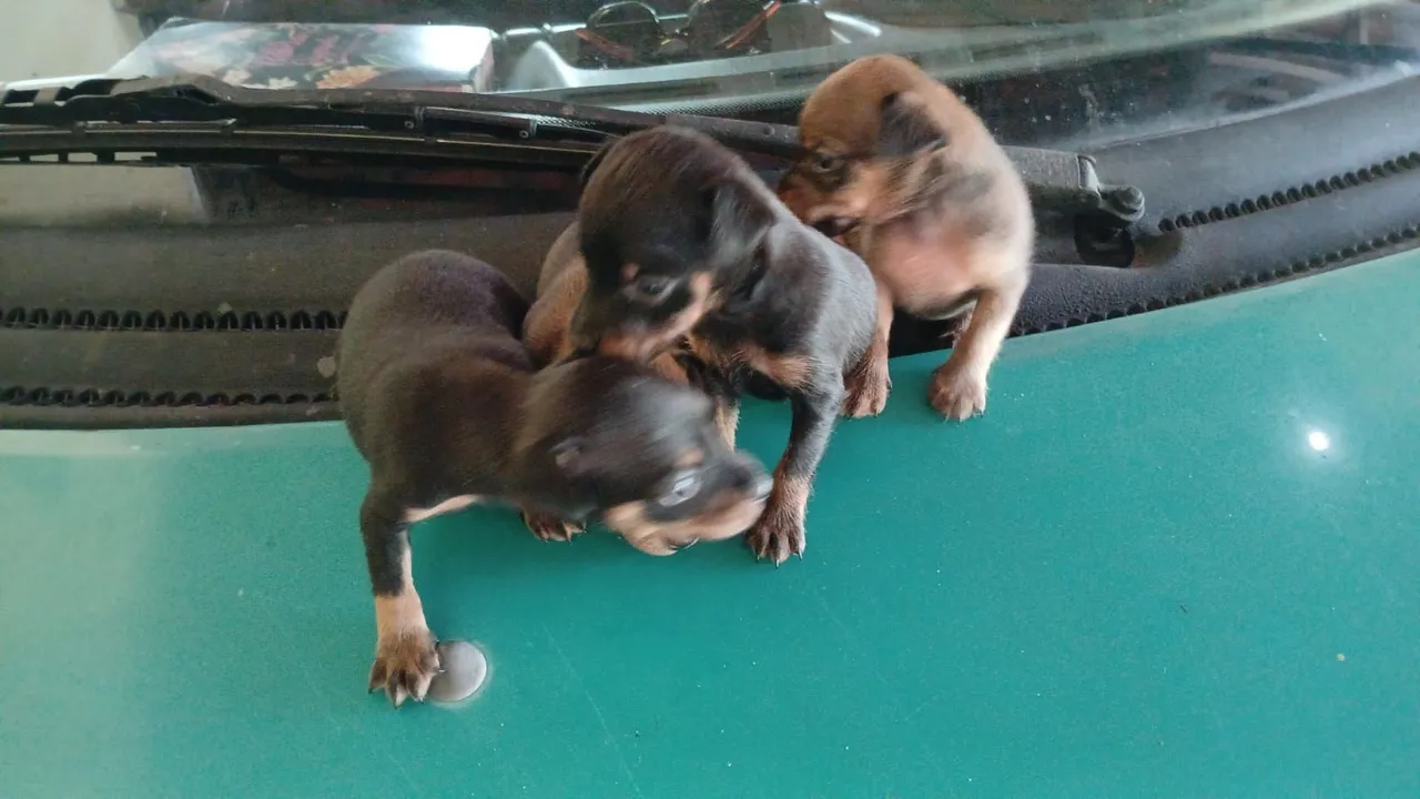 Filhotes de Pinscher