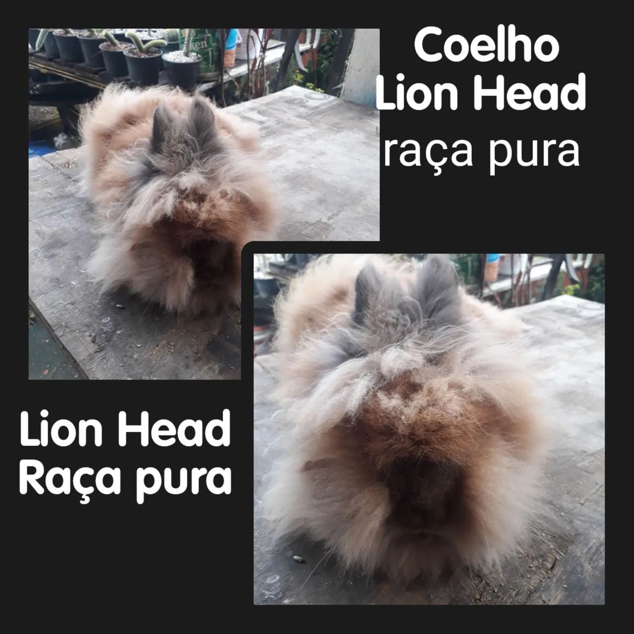 Coelho Lion Head raça pura
