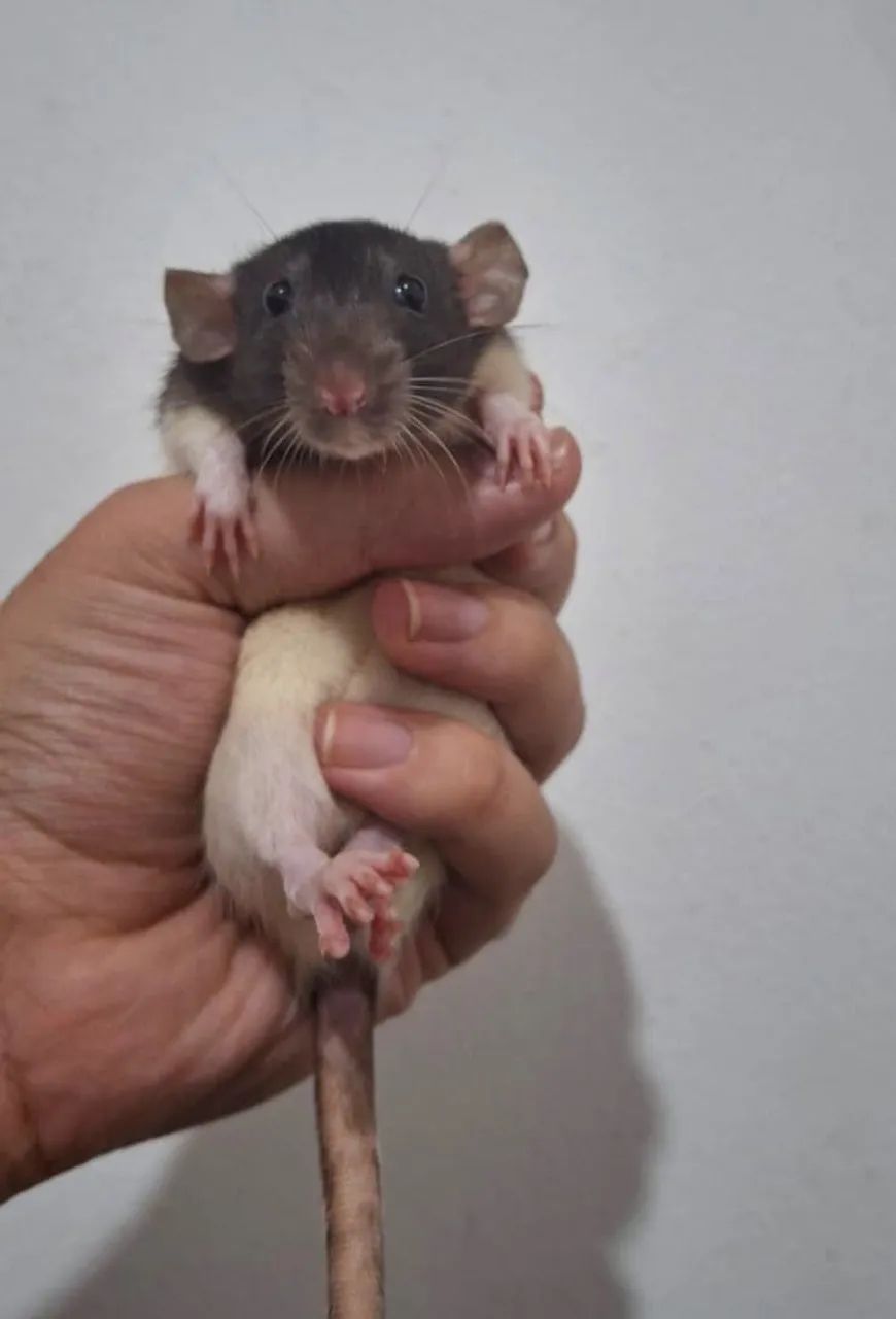 Rato twister  - Foto 6