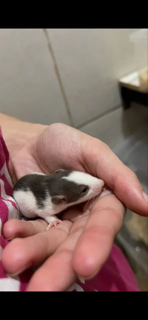 Ratos Twisters 64706227161603122