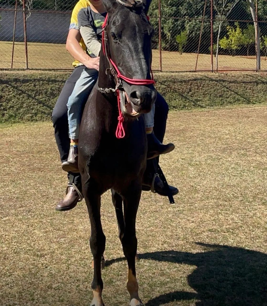 Cavalo Mangalarga - 04 anos 