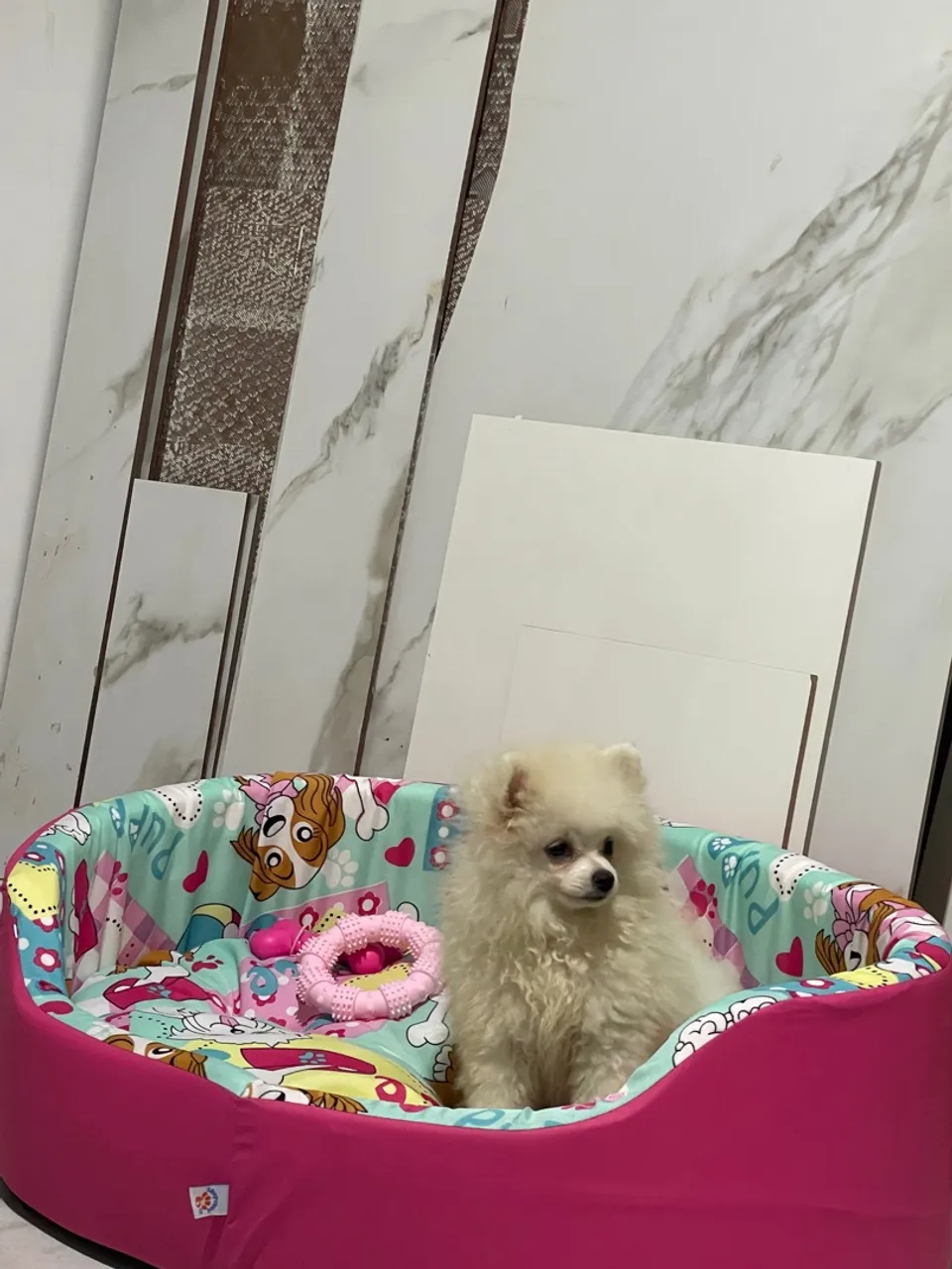 Vendo Lulu da pomerania