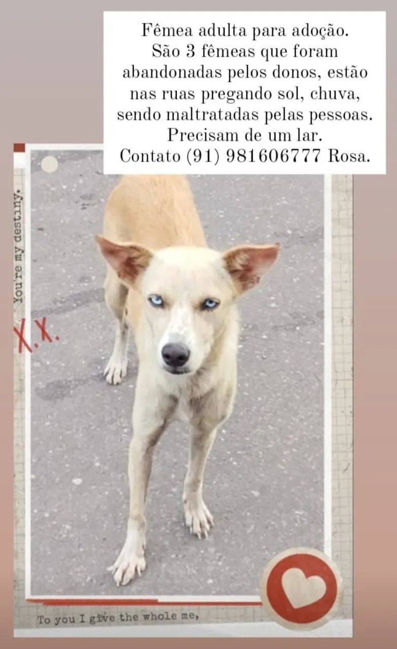Cachorrinhas para adoção - Resgatadas