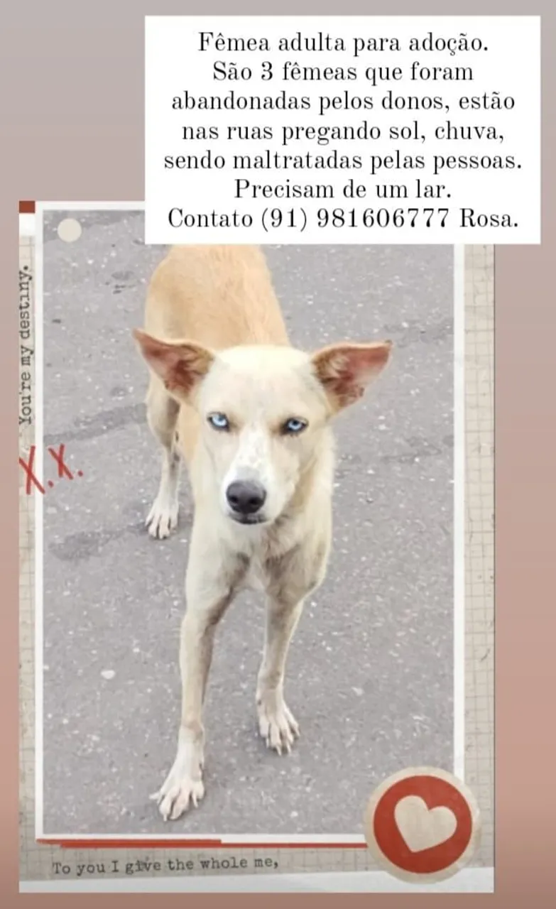 Cachorrinhas para adoção - Resgatadas