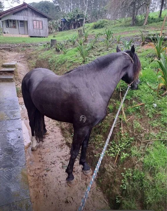 Cavalo mangalarga marchador picada  - Foto 5