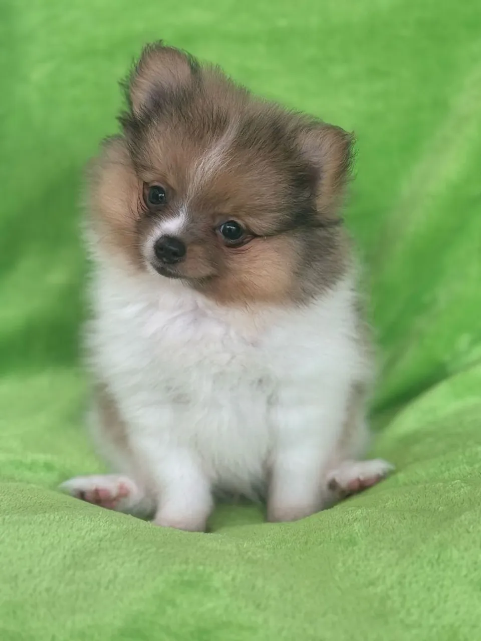 Lulu da pomerania, spitz alemão 
