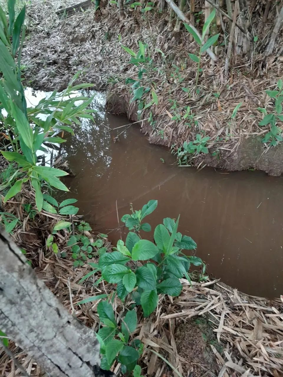 Sitio em Desterro de Entre Rios  MG  Casa antiga centenaria boa topografia e agua corrente - Foto 2