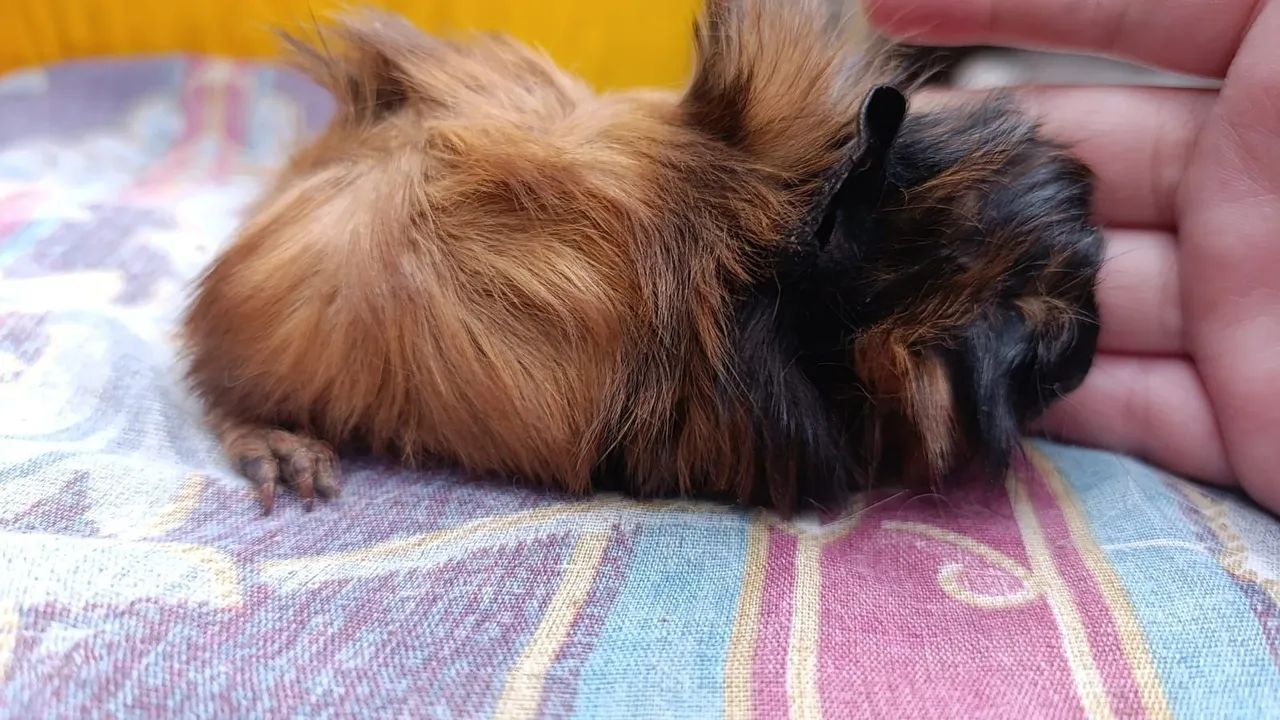 Porquinhos da Índia  - Foto 6