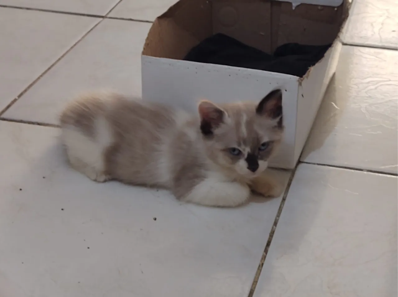Gatinha para Adoção Responsável - 2 Meses
