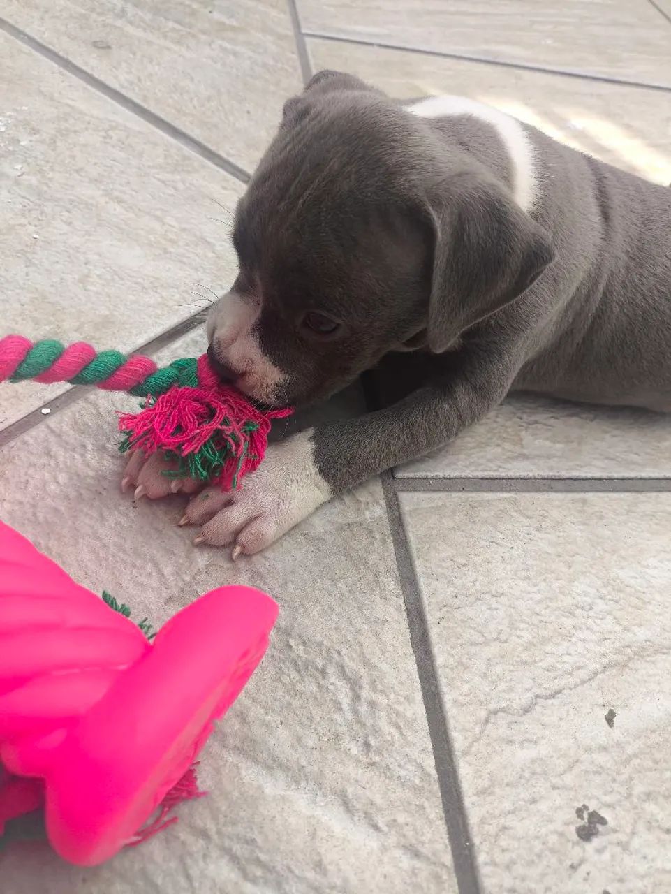 Filhote de American bully blue - Foto 4