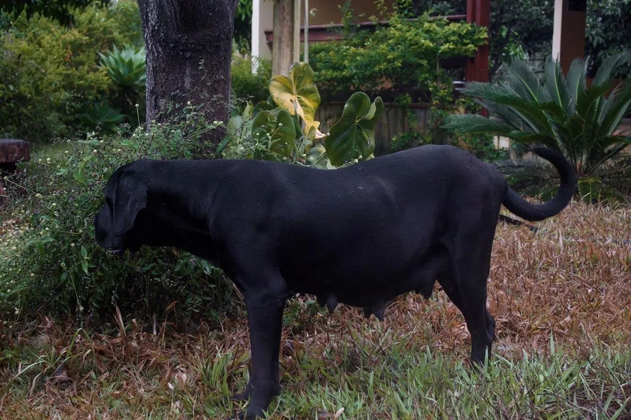 Cane Corso padrão internacional genética campeã - Foto 5