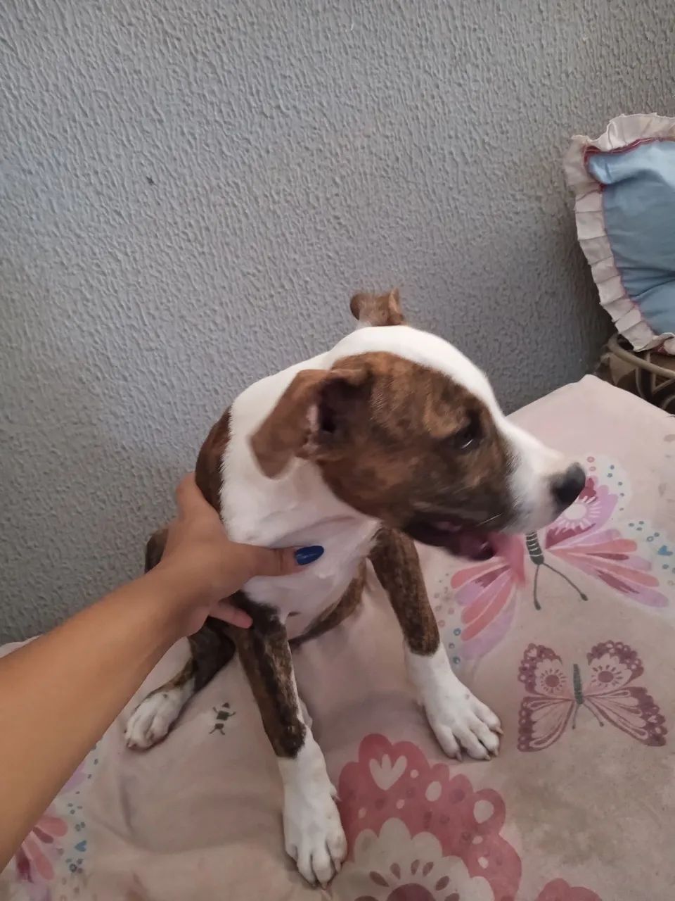 Filhote de Pitbull 4 meses  - Foto 5