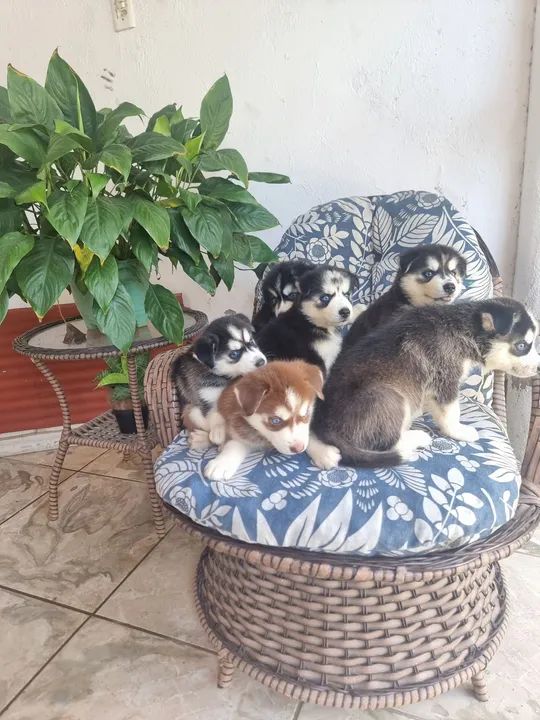 Filhotes de Husky Siberiano - Foto 2