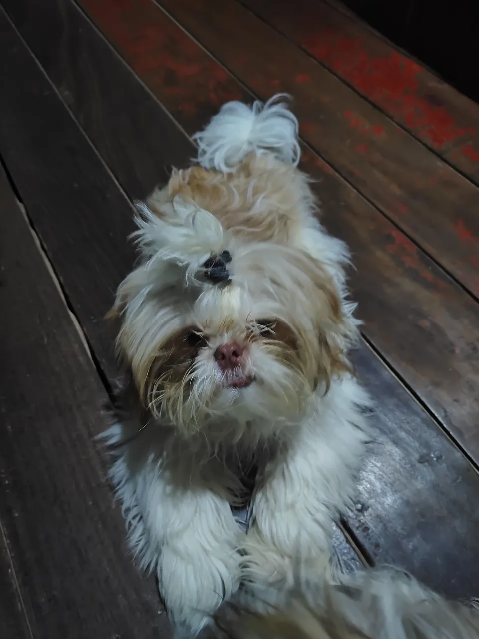 Shih Tzu filhote adorável