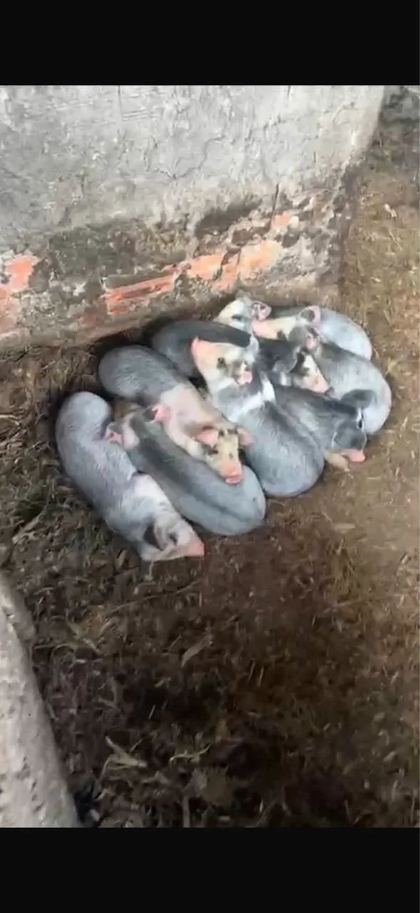 Porco moura - Foto 3