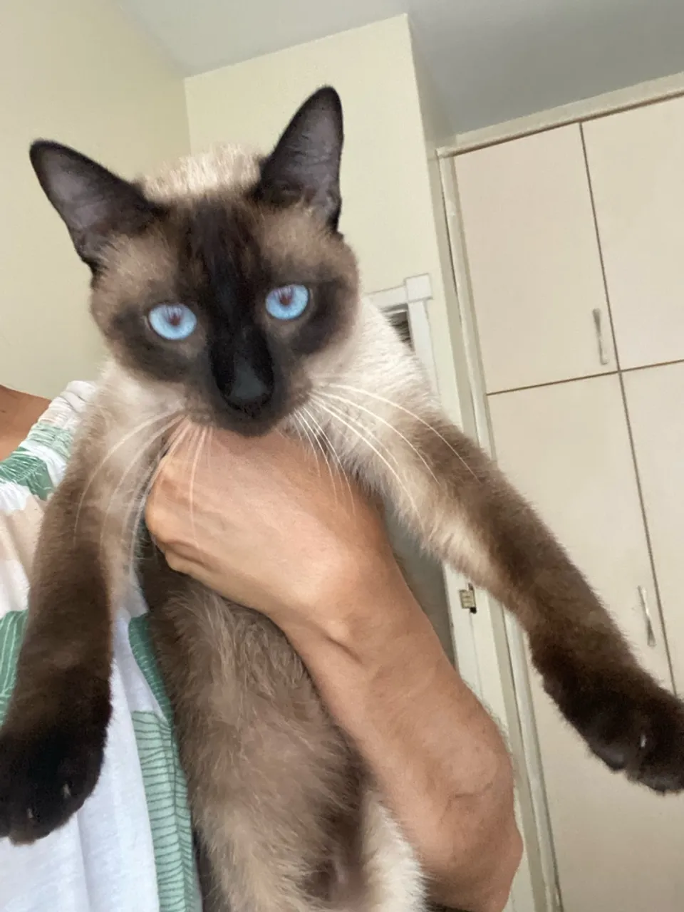 Linda Gata Siamês para Adoção