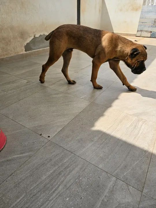 Cane Corso  com 9 meses - Foto 4