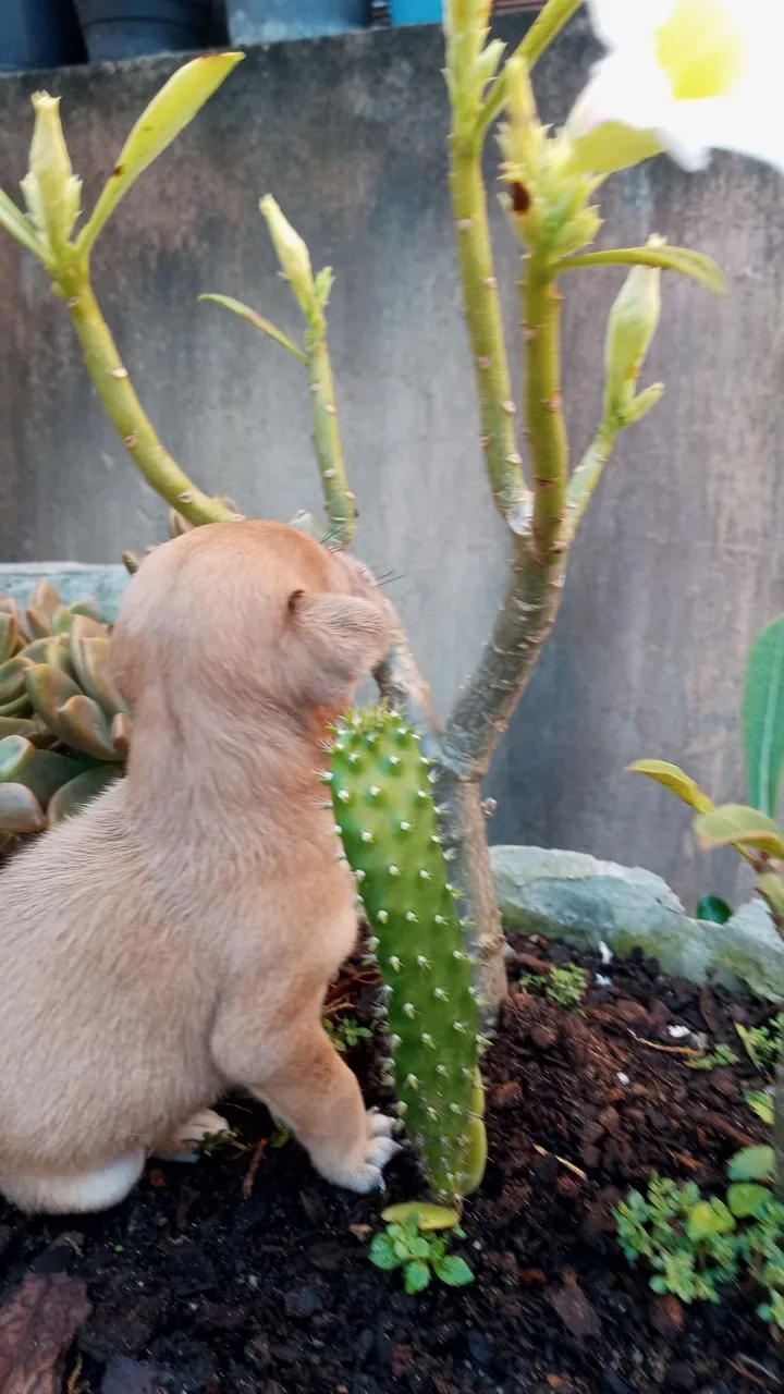 Filhote adorável explorando o jardim