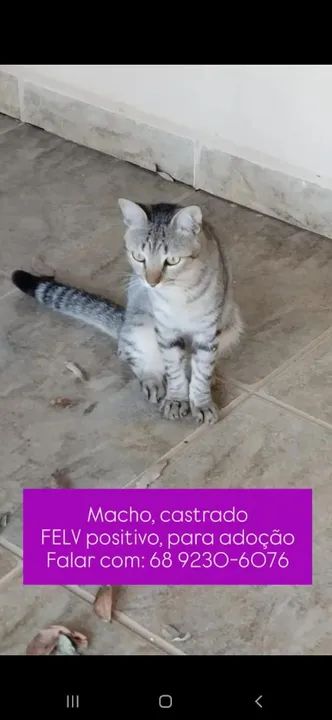 Gato castrado para adoção