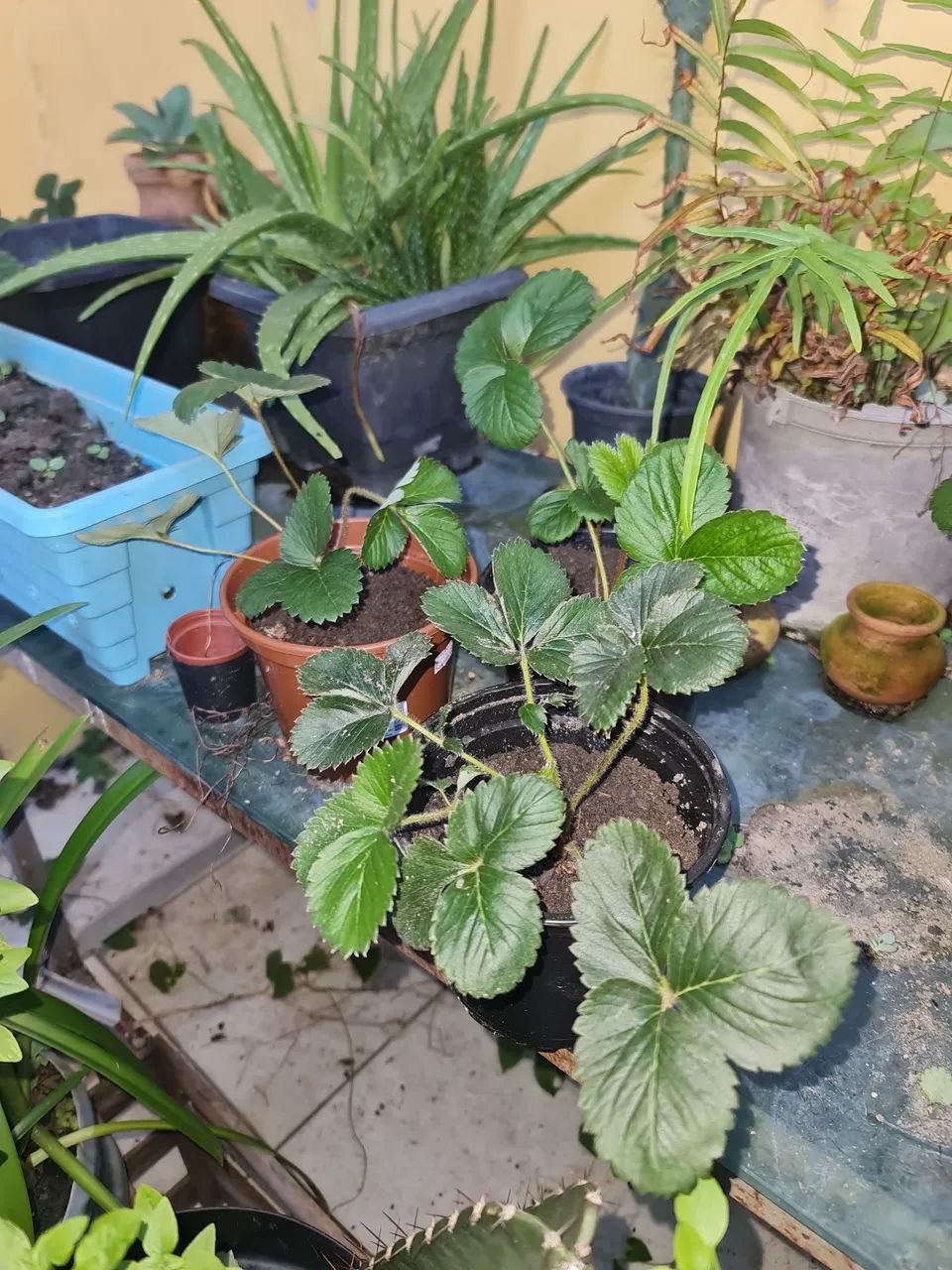 MUDAS DE MORANGOS ?  - Foto 5