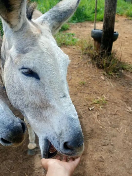 Vendo tropa - Foto 4