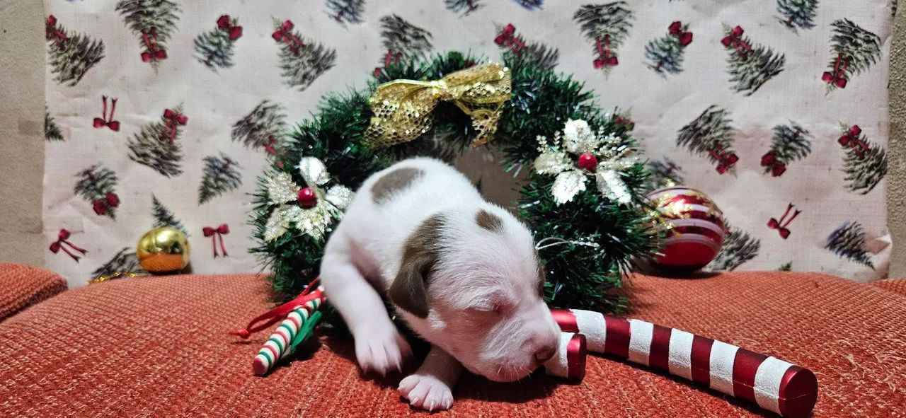 Filhote de pitbull red nose - Foto 3