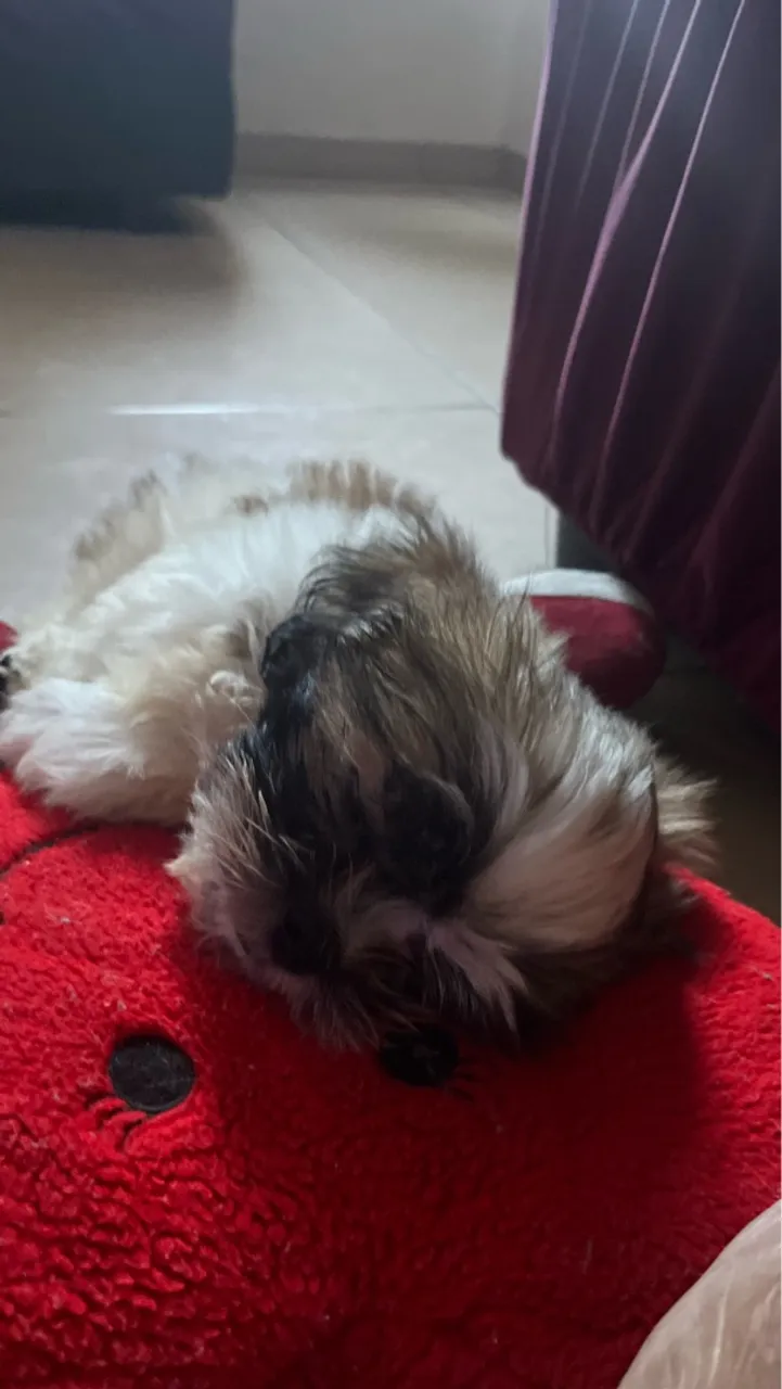Filhote Shih Tzu para adoção