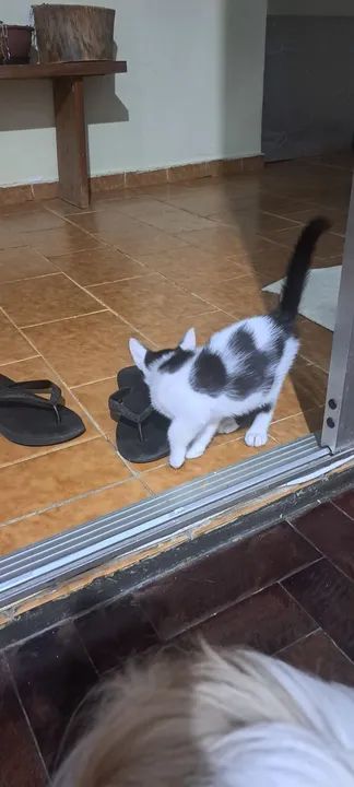 Gatinho disponível para adoção responsável - Foto 2